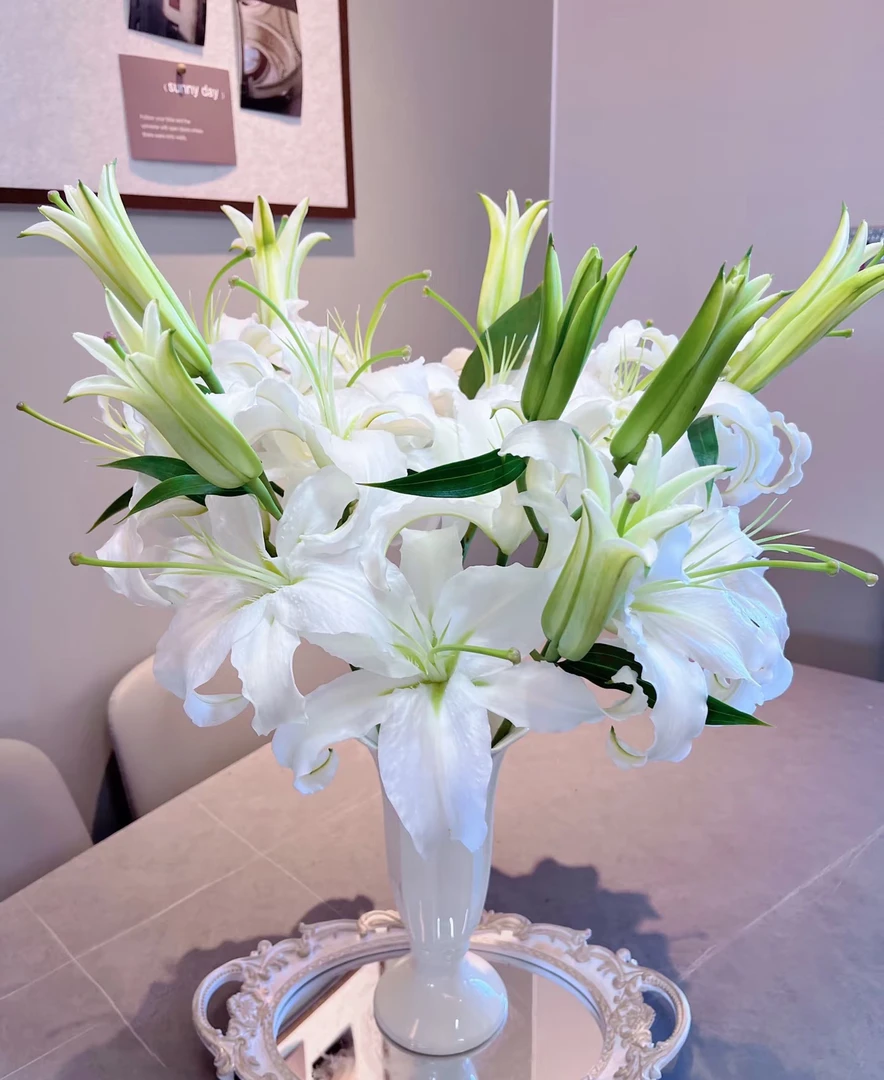 白色香水百合西栢利亚