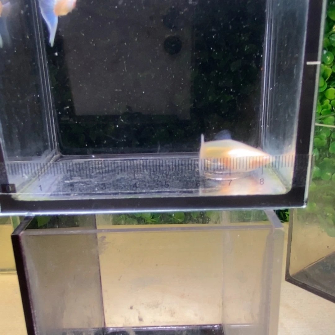 孔雀鱼紫白欧翼一对