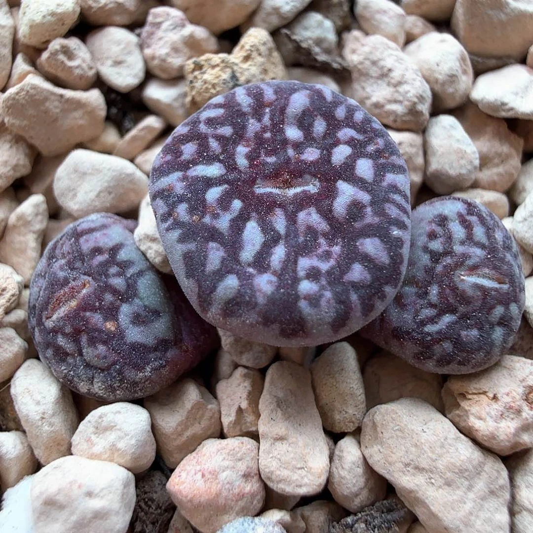 1.17.49/钻墨/多肉植物