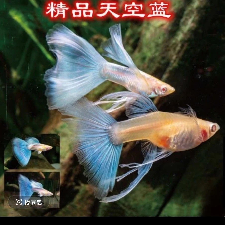 精品天空蓝大C孔雀鱼(入缸后不包损)