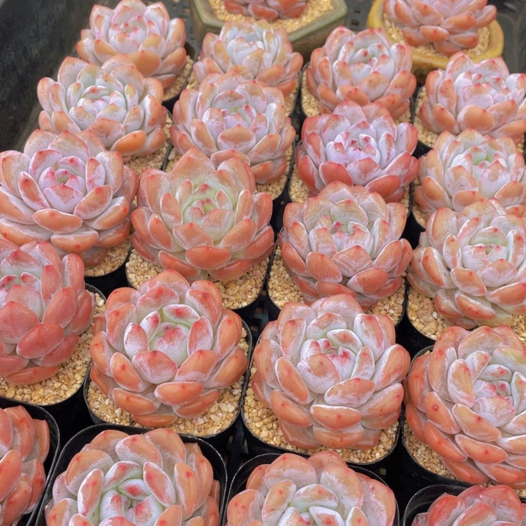 量拍11号 宽叶包包韩橙单头2个