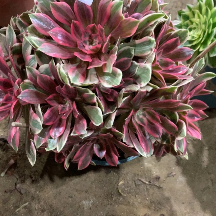 秀***儿286浣纱多肉植物特价