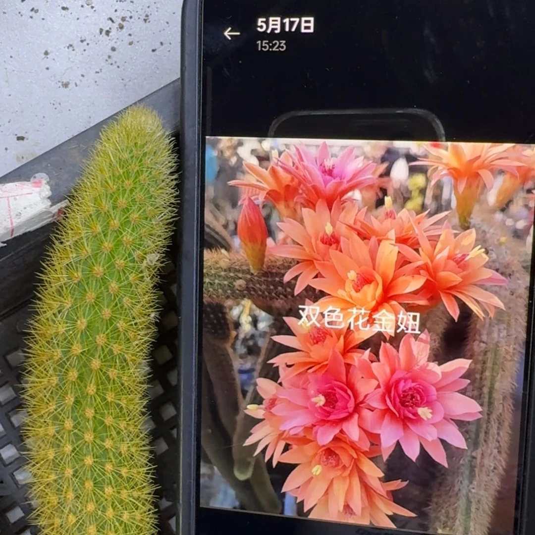 24金妞双色垂吊无根侧牙一个，20包邮