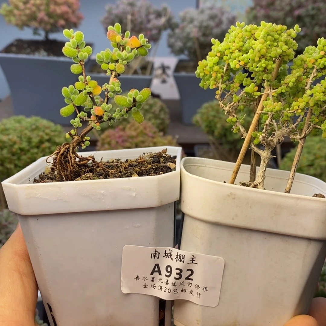 兜*?932枝干番杏两盆