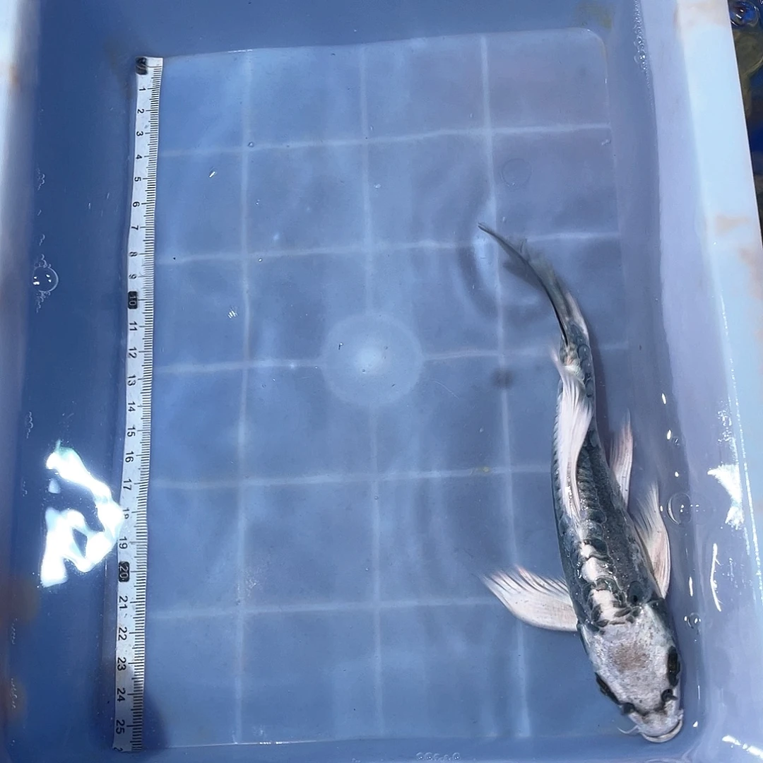 蝴蝶鲤渔场直发79