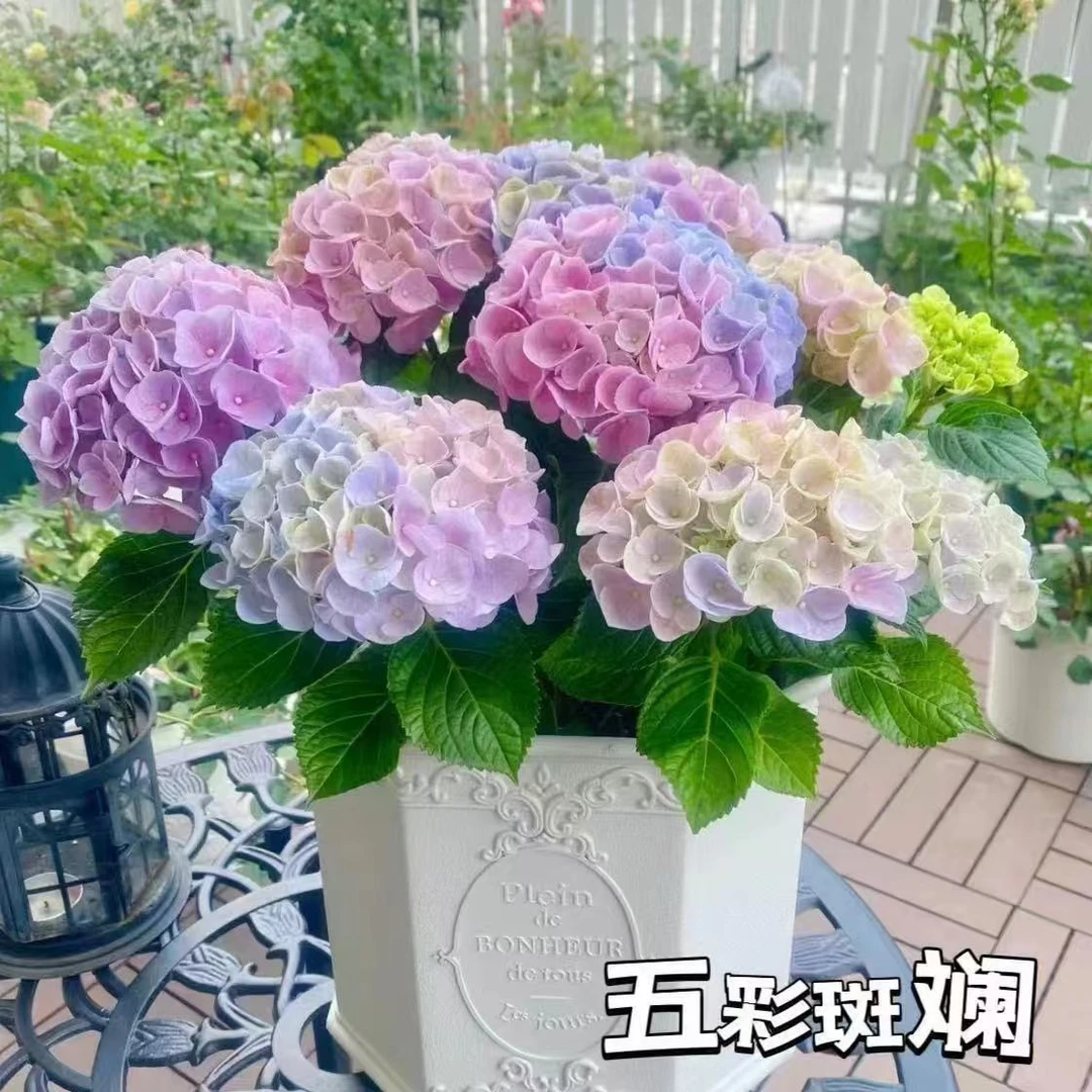 绣球花种子无尽夏绣球花花籽子多年生耐寒耐热庭院阳台盆栽四季播