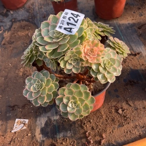 124粉花妖不包断枝