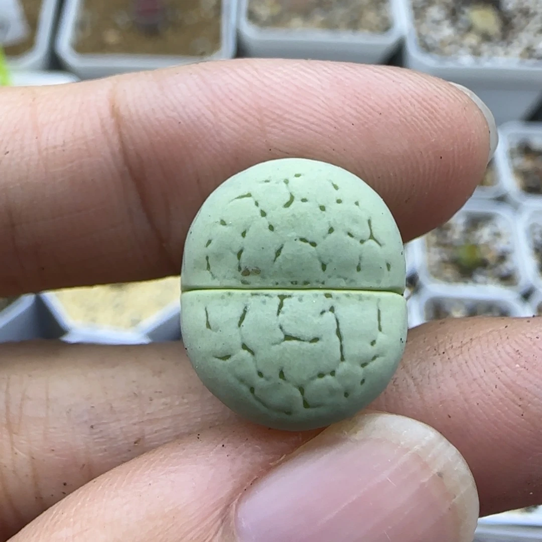 54绿大白清框福利30包邮