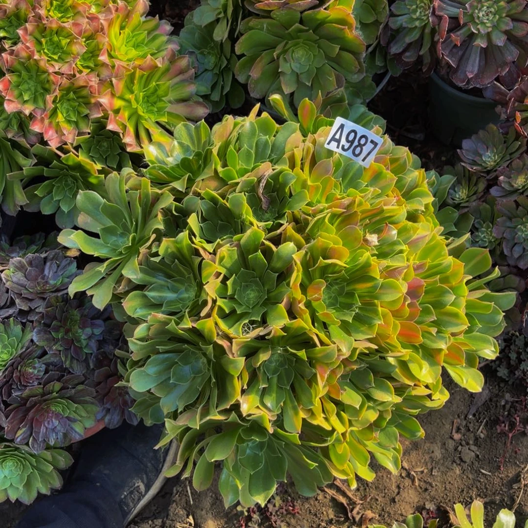 女巫中斑法师5-43