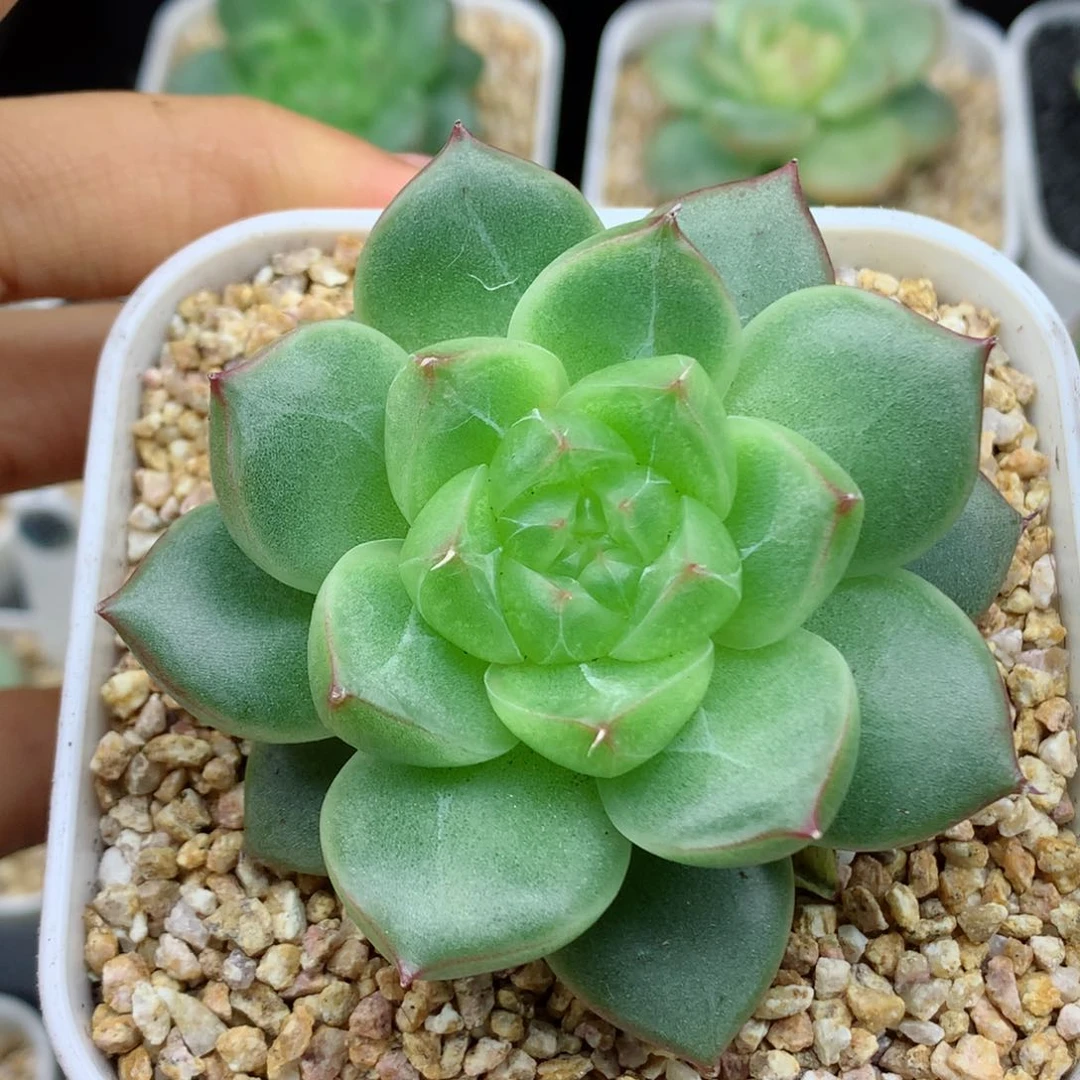 58包邮  群生不包整10