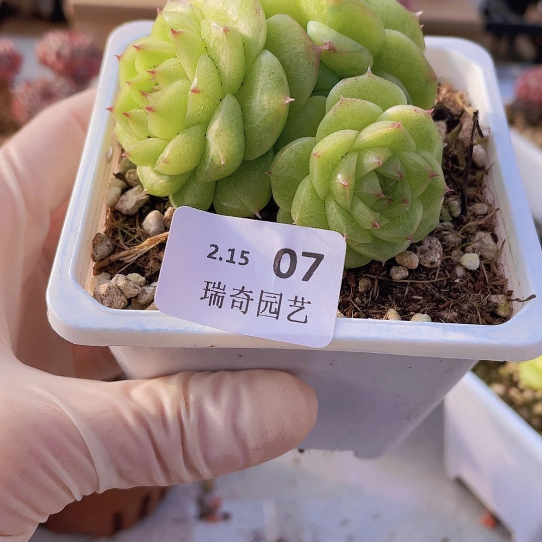 000000000000007量拍