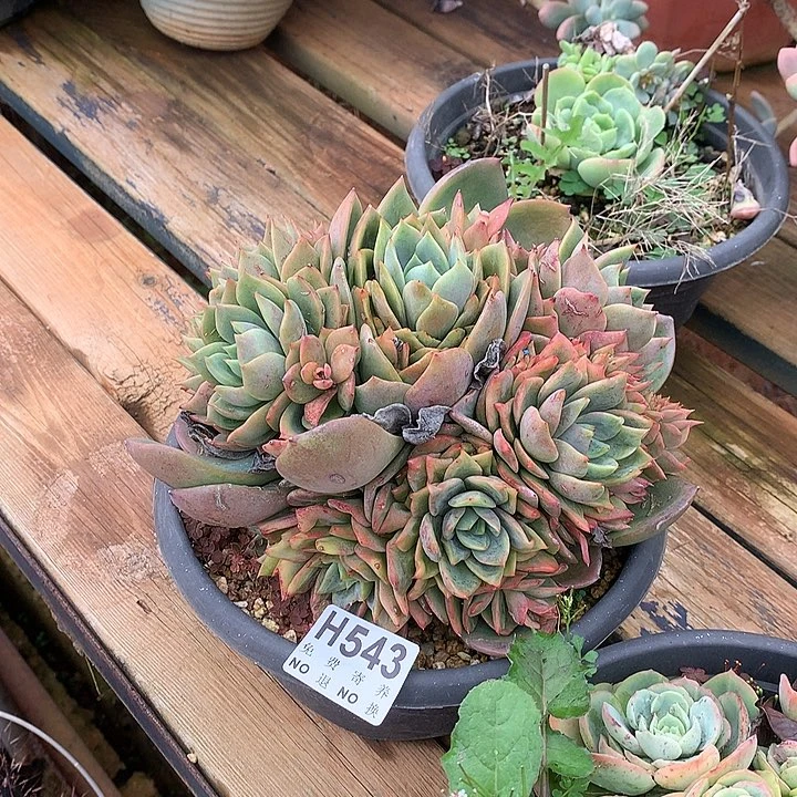 杂交大群  非偏远38包邮 节后发