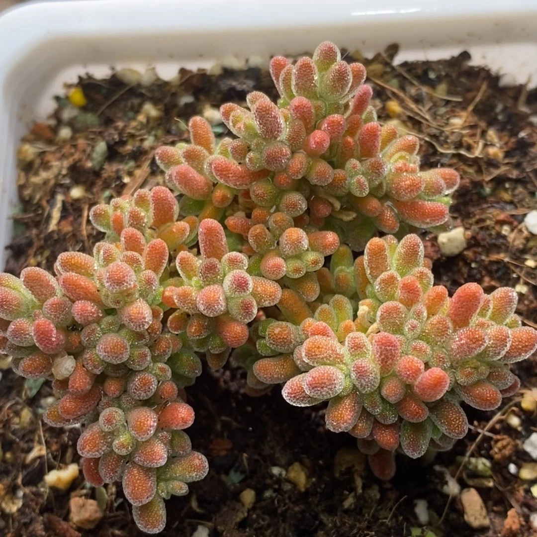 冰晶杂枝干番杏D235