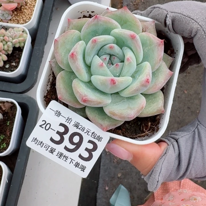 白拉糖无盆土发货无盆土发货无盆土无