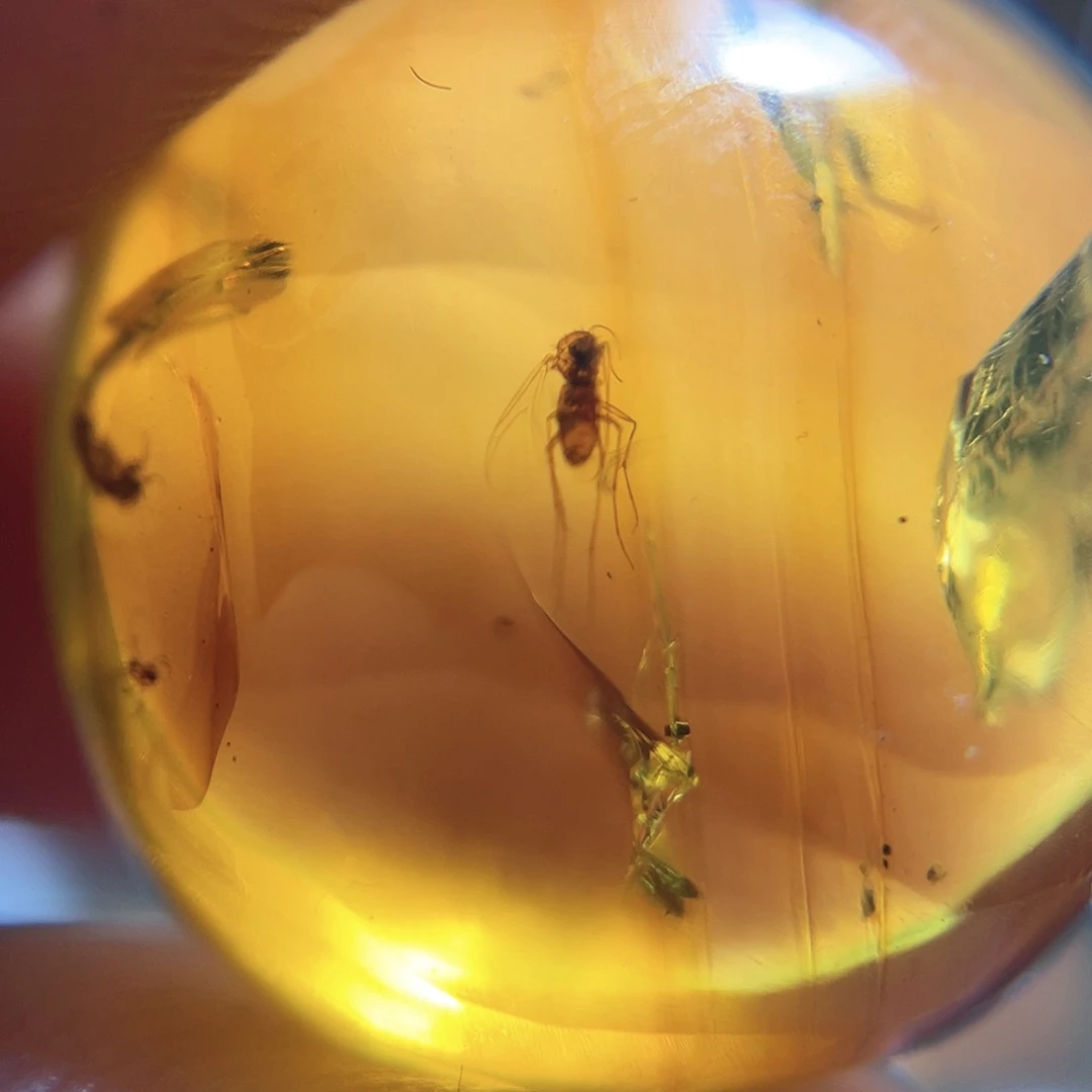 琥珀裸石未镶嵌？