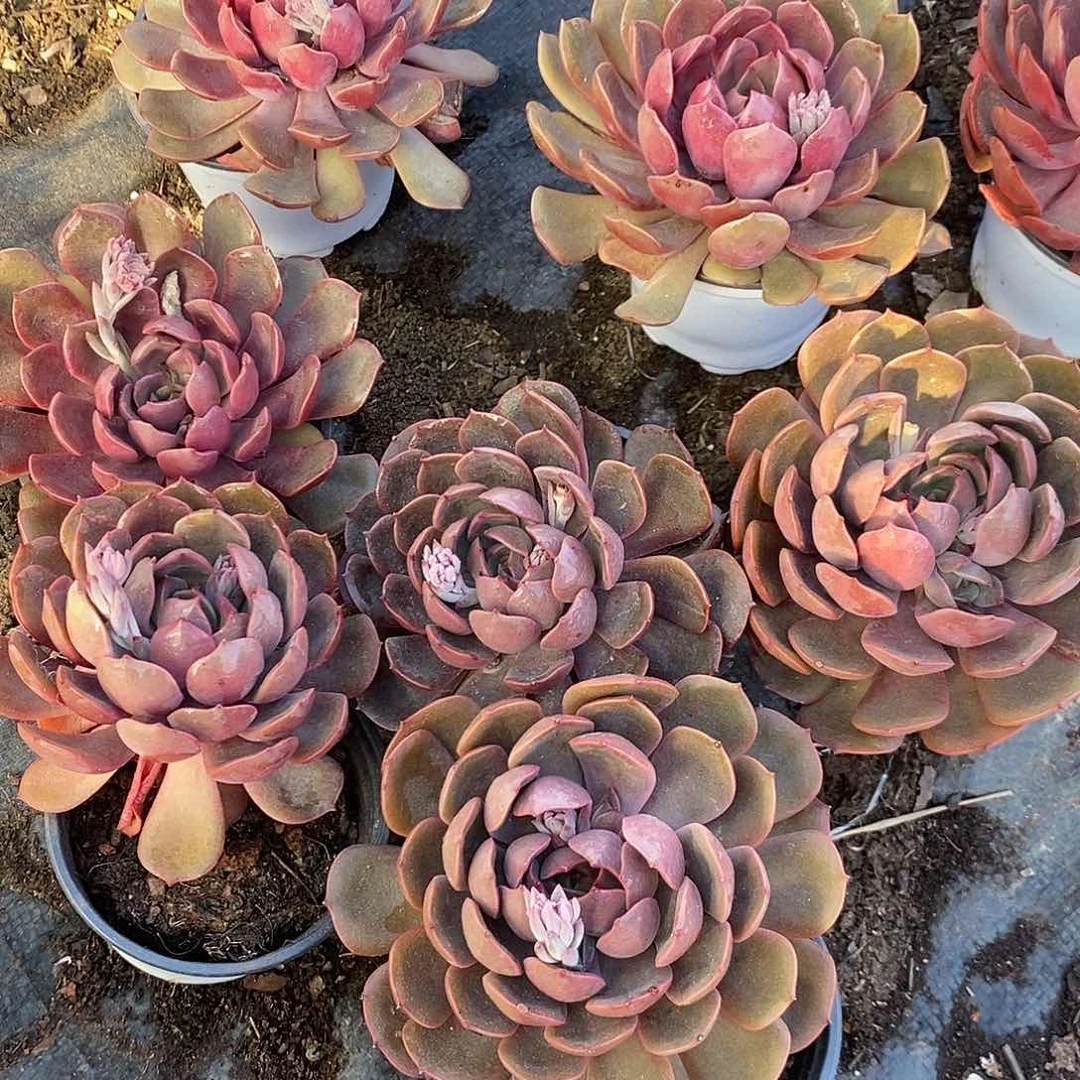 红玫瑰1颗带盆带土