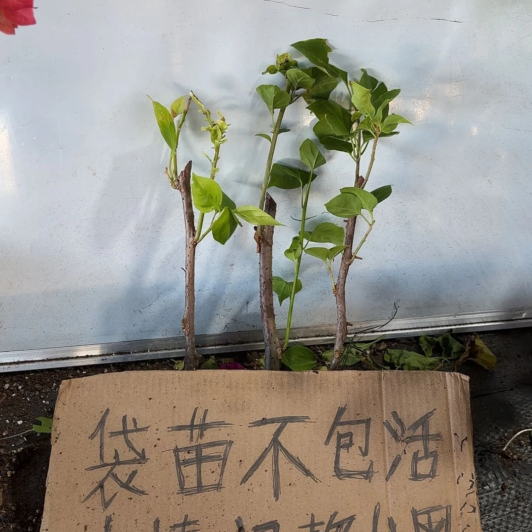 陈***姐无花朵拉菲菲加盲盒两颗