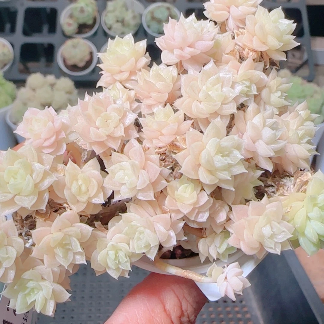 花语逸镜1110-101散