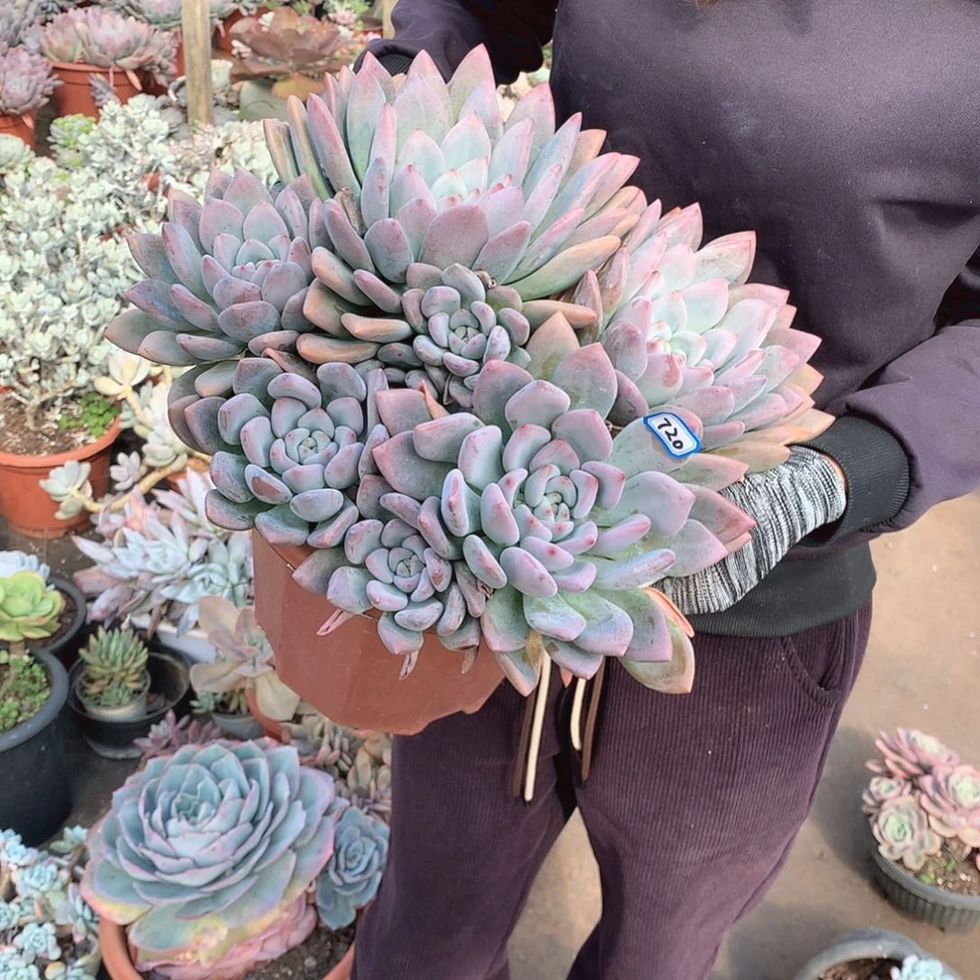 720奥普 一物一拍多肉