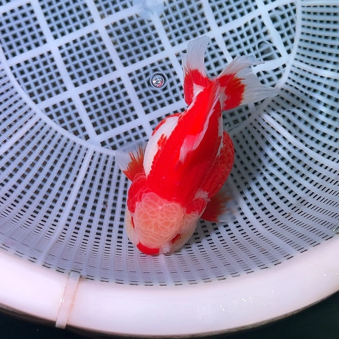 金鱼精品原泰玛丽红白运费顺丰到付