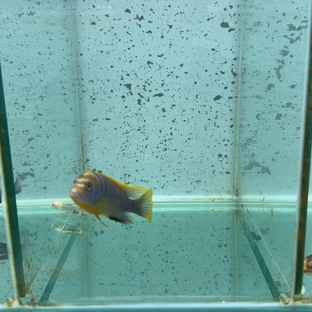 慈鲷M****中442号红鸡