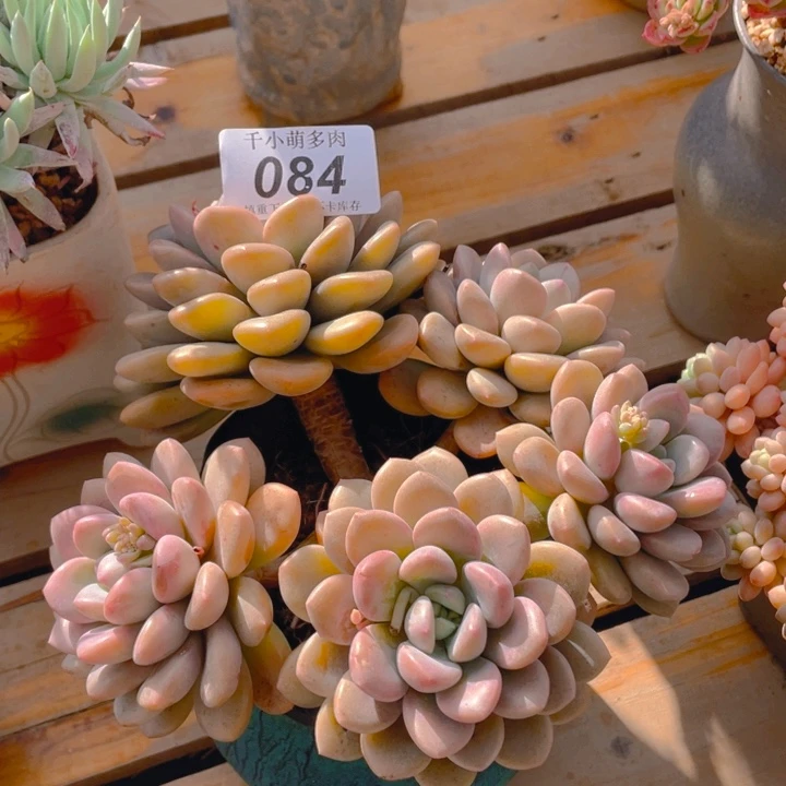 帅**猪谢谢你的支持000000084