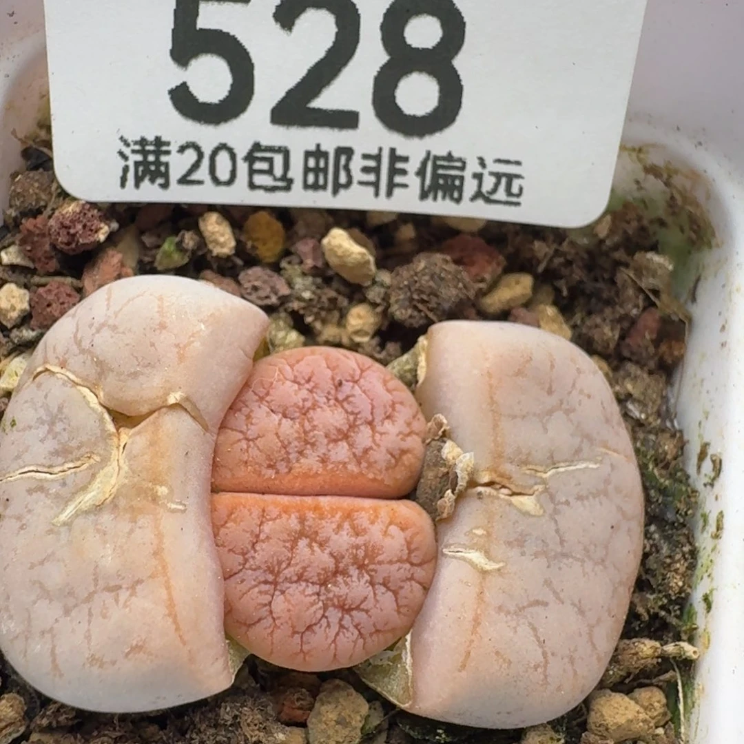 拿铁带盆土。   309