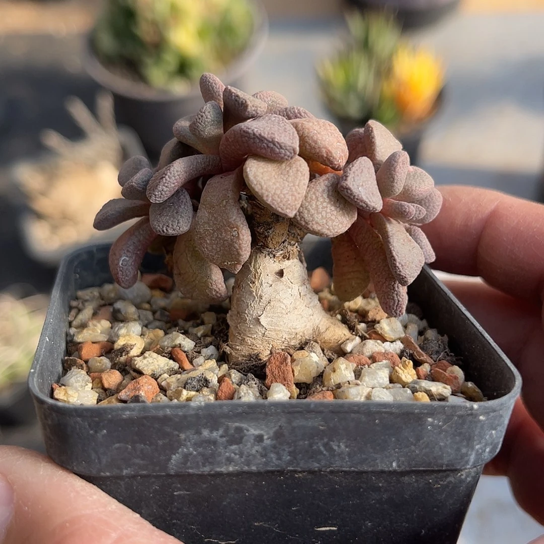 实生唐扇锦一物一拍