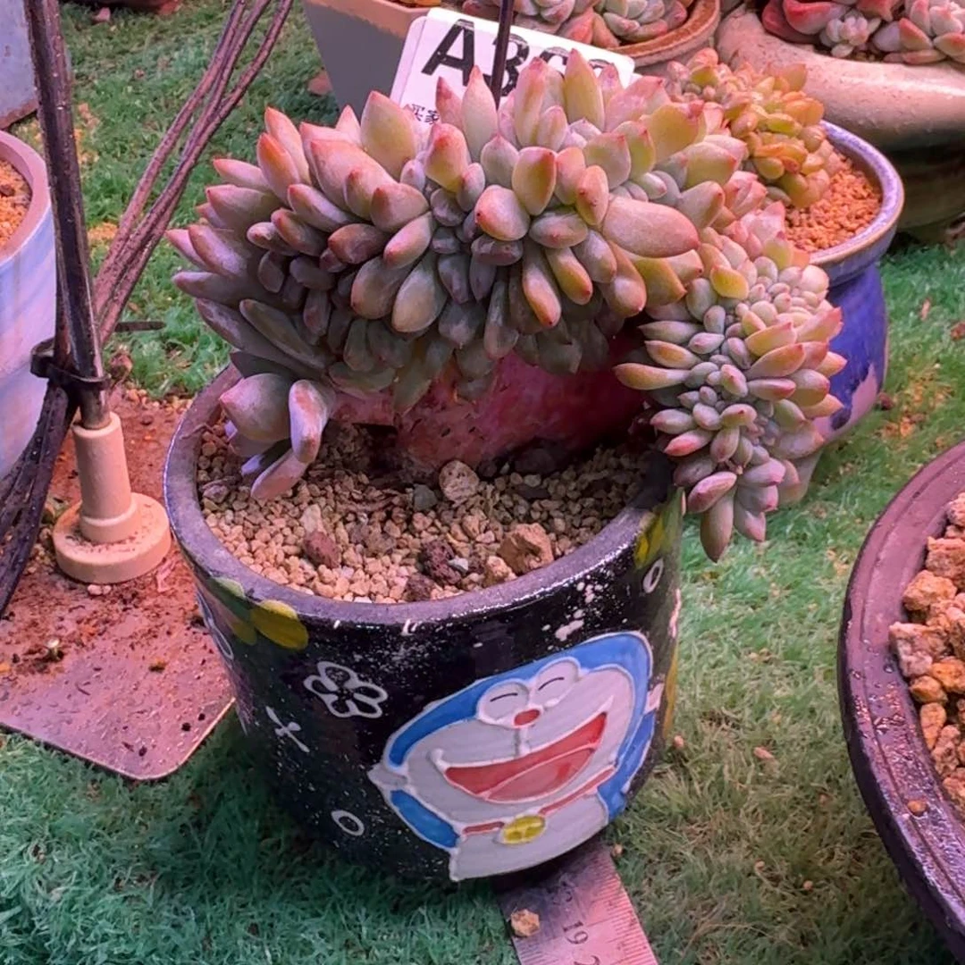 星影树缀无砍多肉