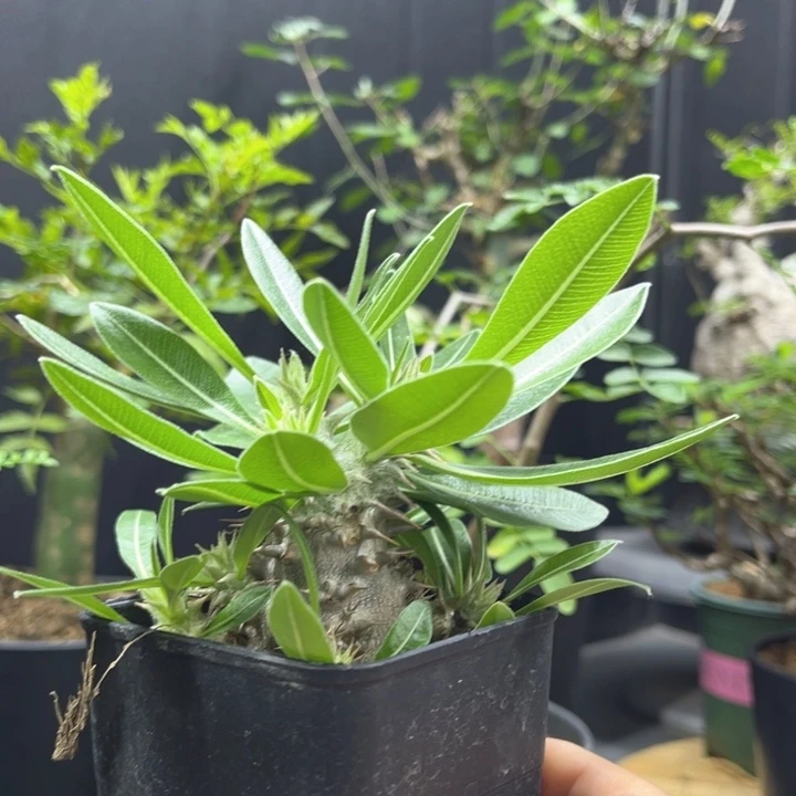 西巴女王一物一拍
