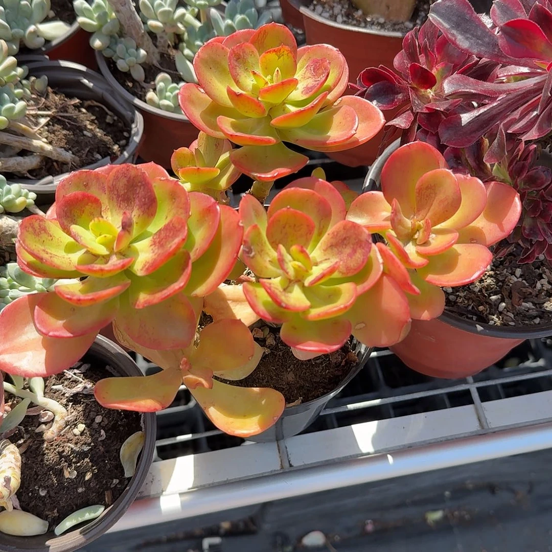 红梅多肉植物精品