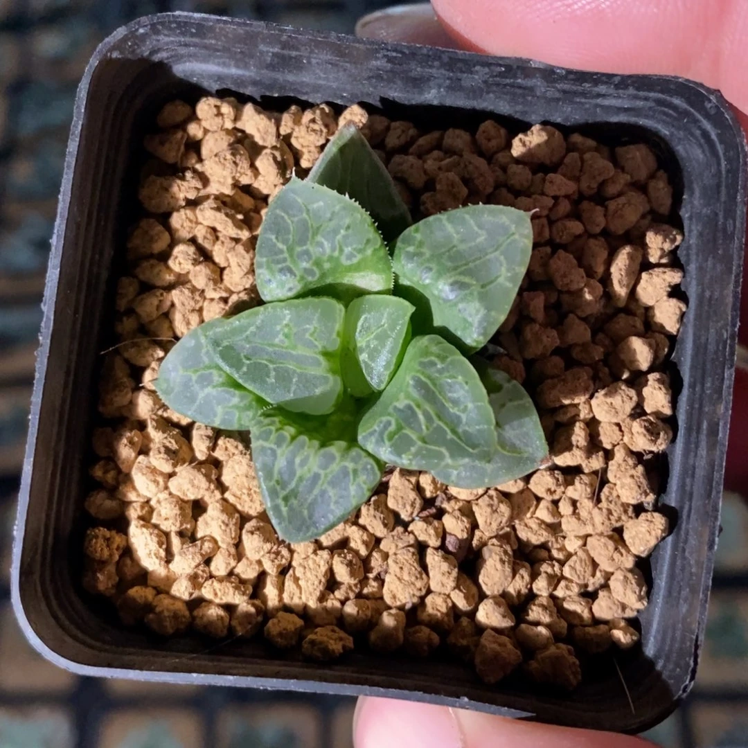 3011 一颗生生不息 高货 元旦福利