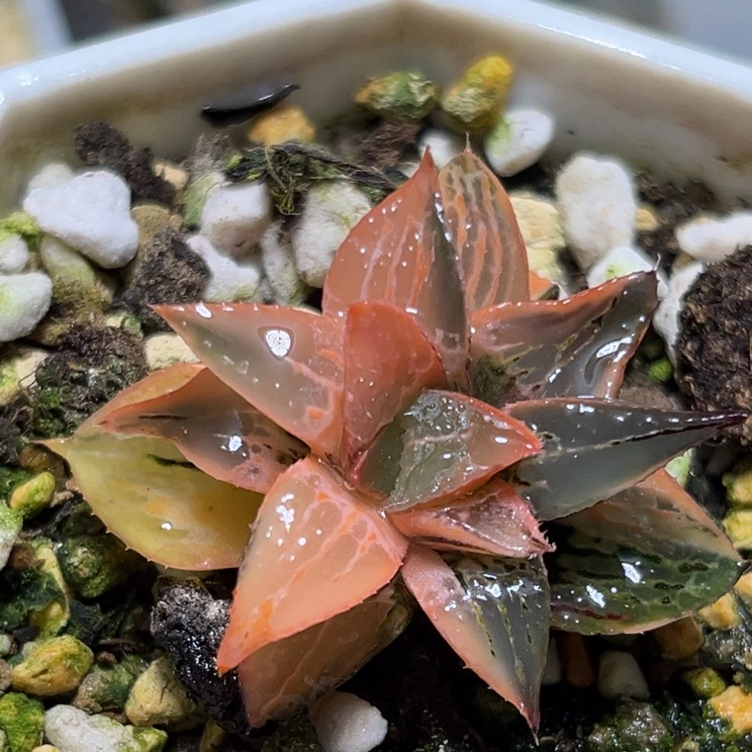 恭喜发财大吉大利0069