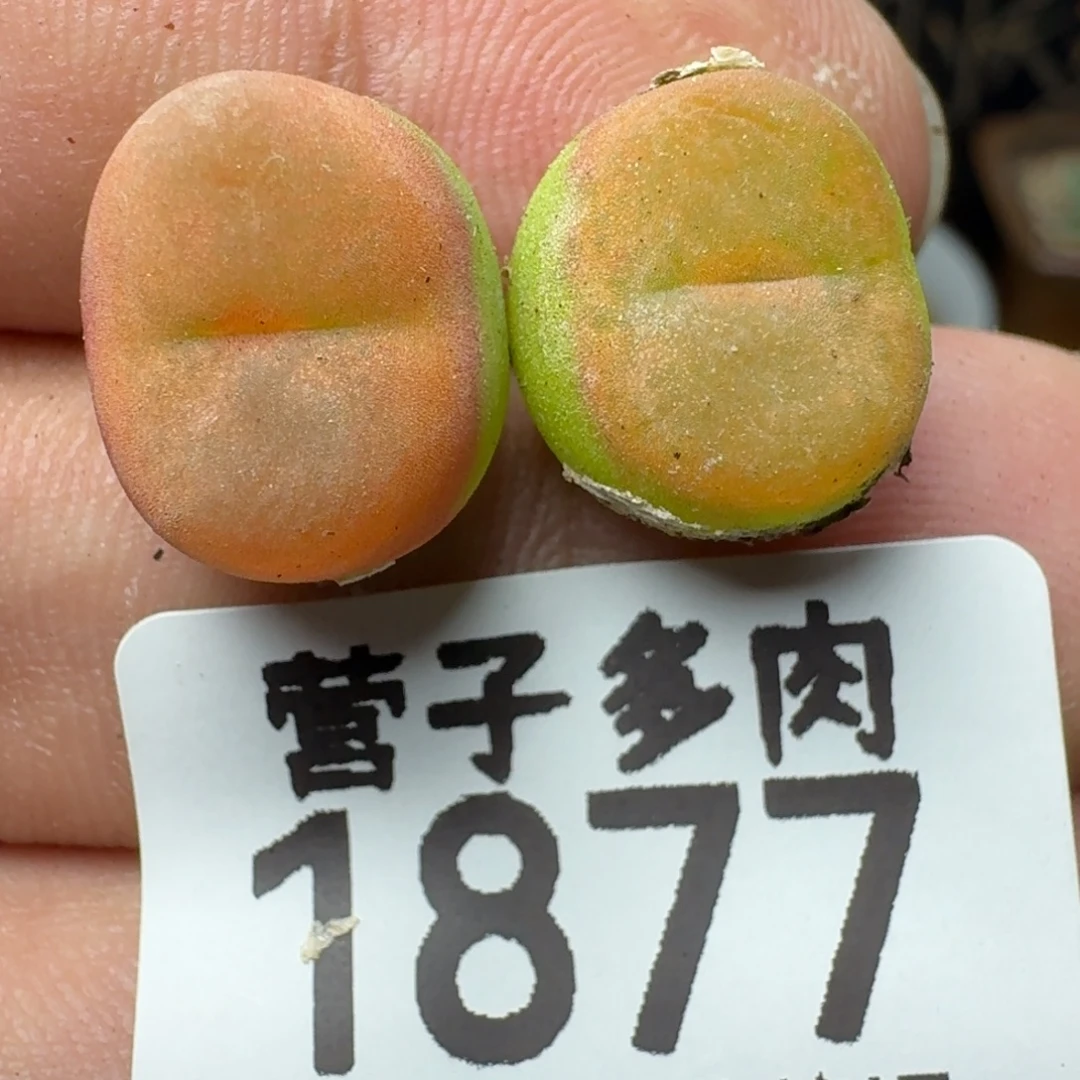 水蜜桃1430.5。
