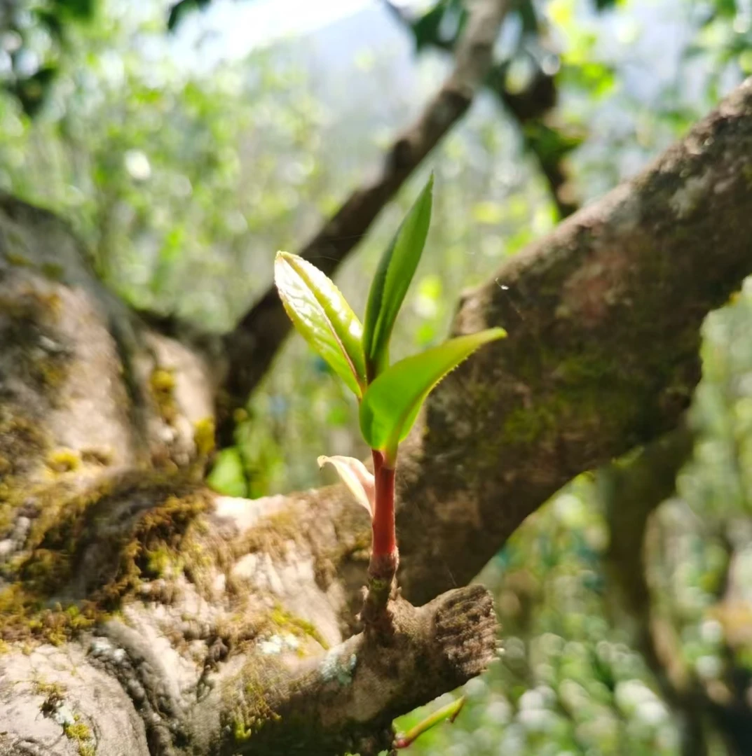 临时链接：冰岛老茶头100g（散茶）【普洱茶通用】