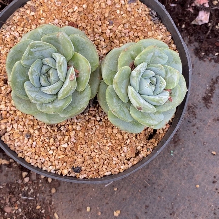 S****o精品多肉植物0771