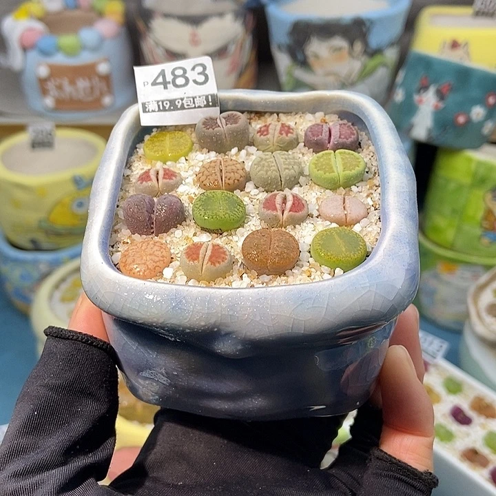 大舅生石花肉锥多肉483