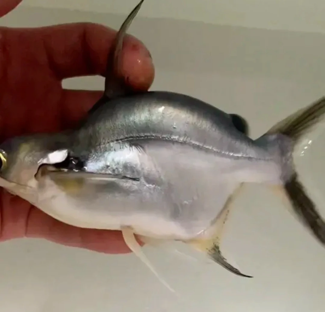 球体短身球鲨劳伦迪白子球鲨白金劳伦迪淡水鲨鱼龙鱼虎鱼配鱼观赏