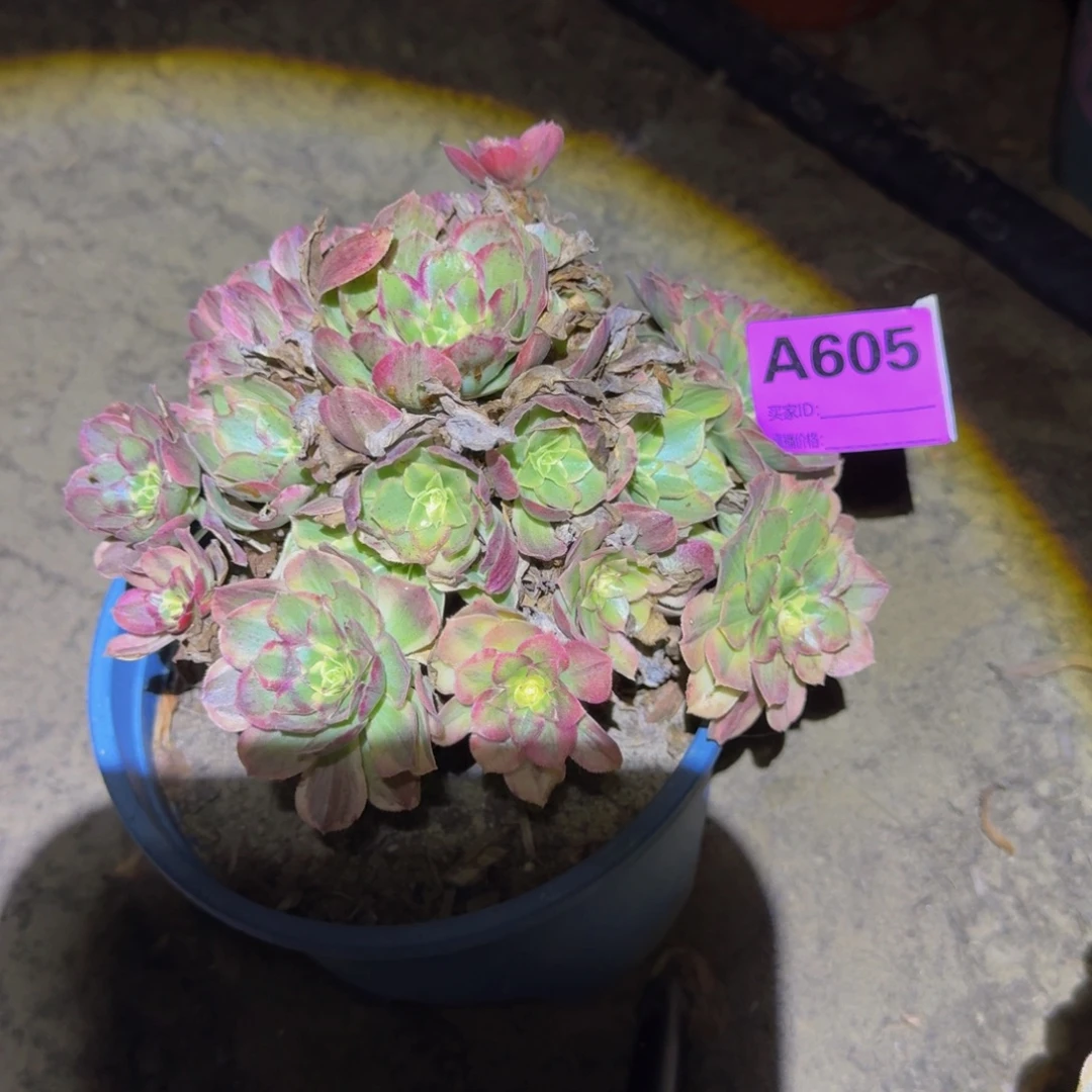 法师多肉不包损天喜605