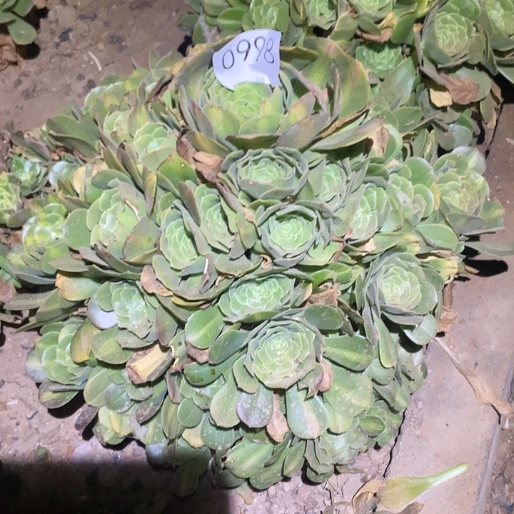 多肉植物法师998绿杨蓉