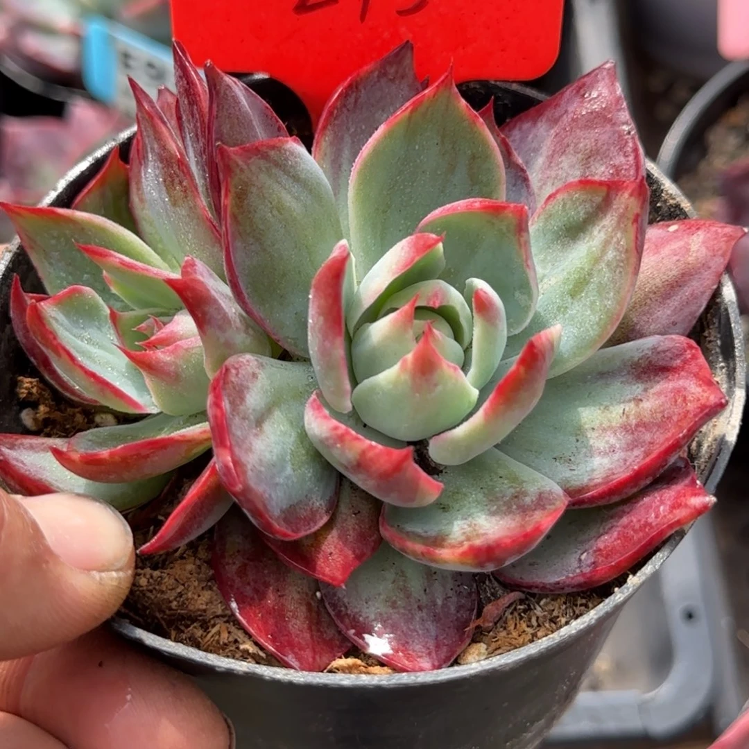 惊鸿一物一拍包装收缩花旱275