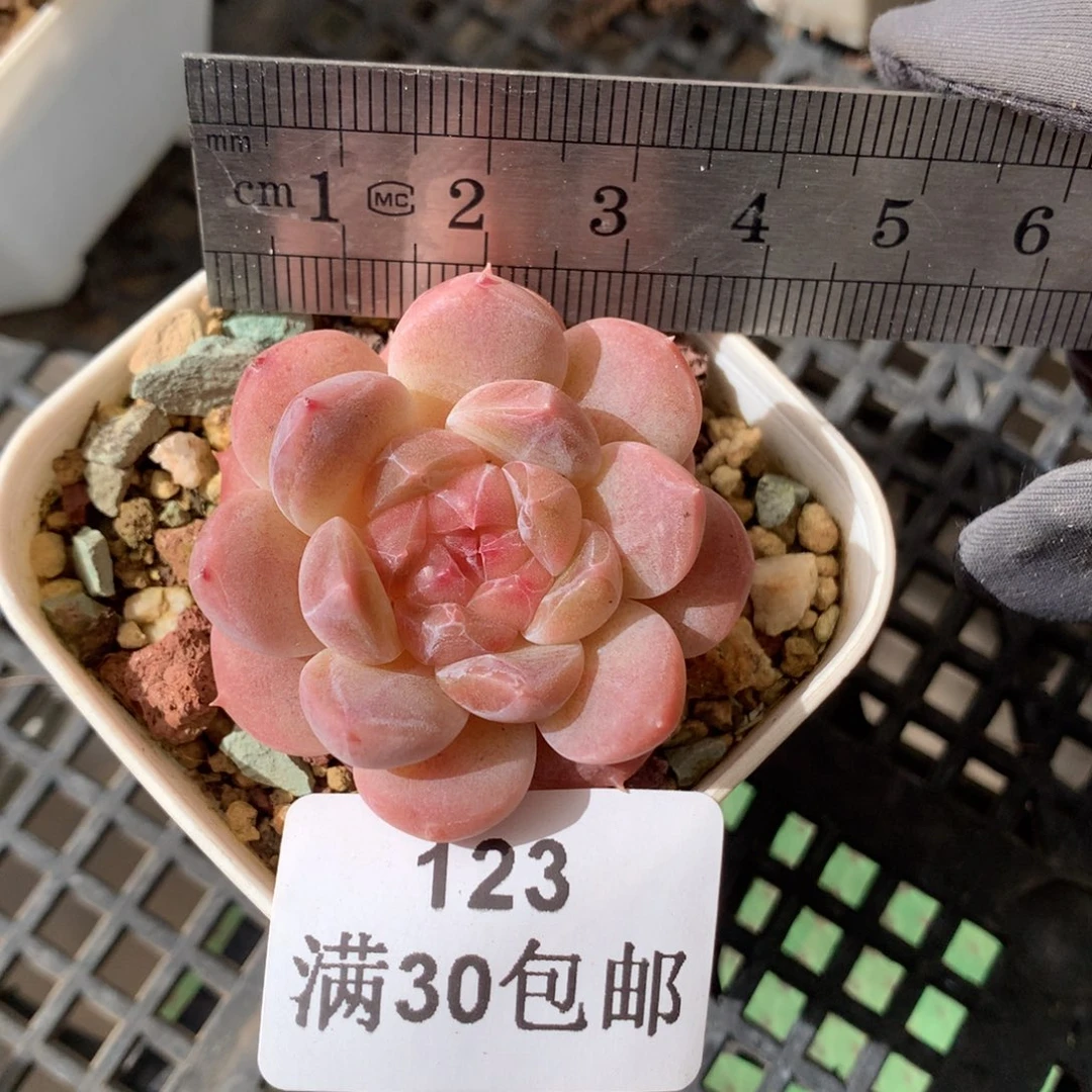 123。秘境冰魄。包子花朵脸