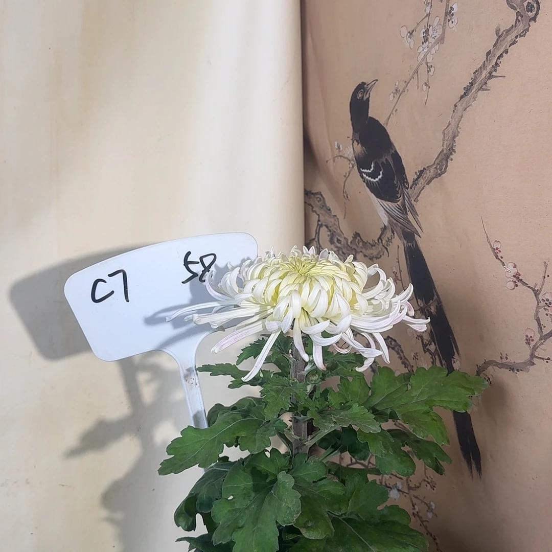 全部花朵C77777777