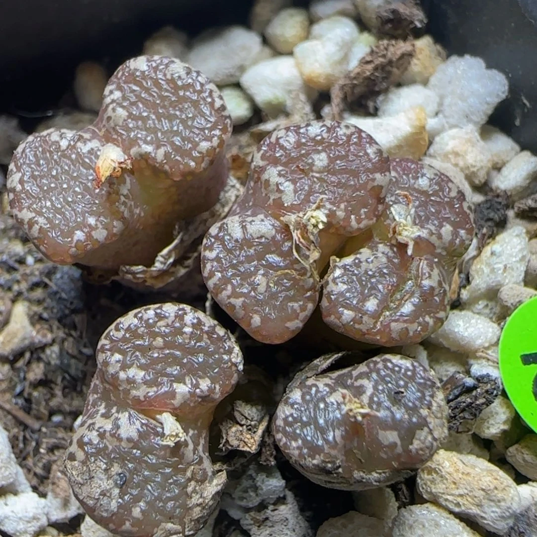 漂漂亮亮多肉植物142