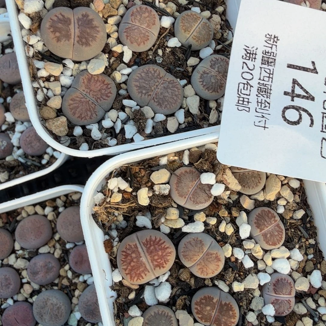 是一个充满生机盎然之前146不