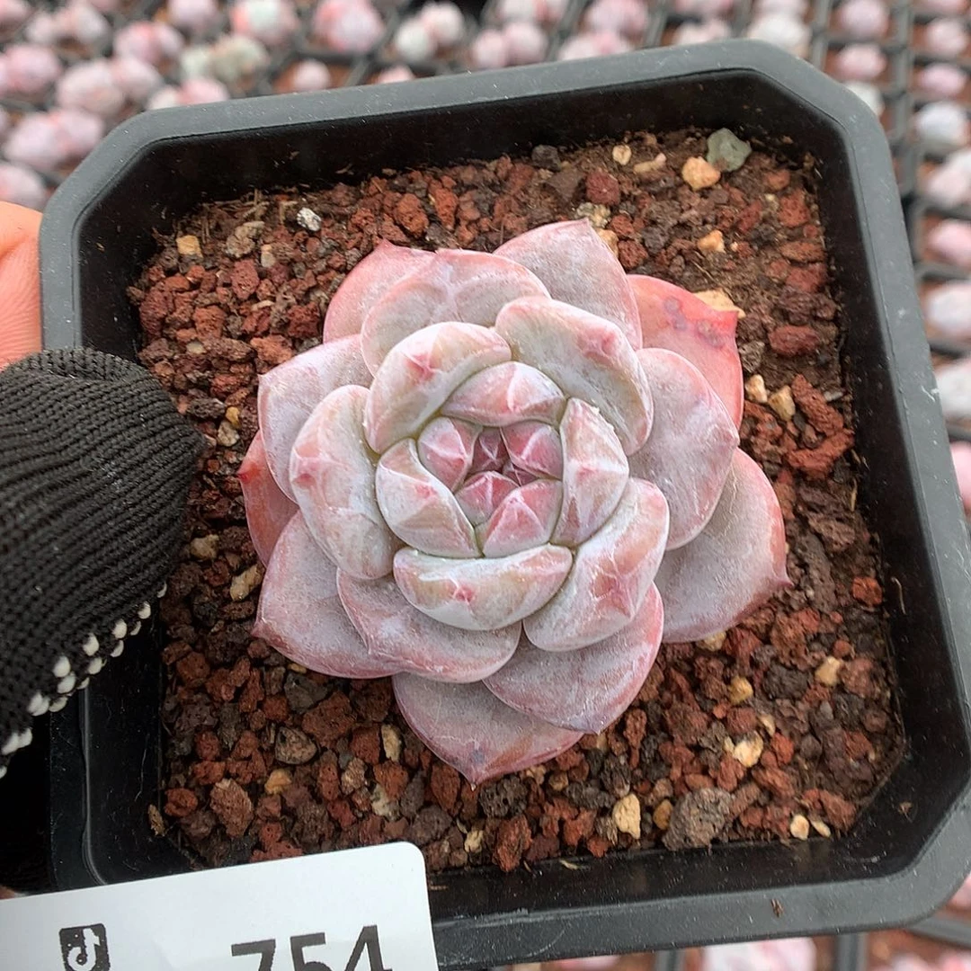 754星影多肉植物666