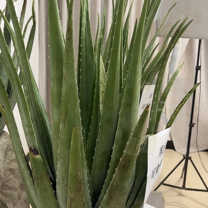 无花朵30斤重整颗，送3片灌肤叶片，2把梳子