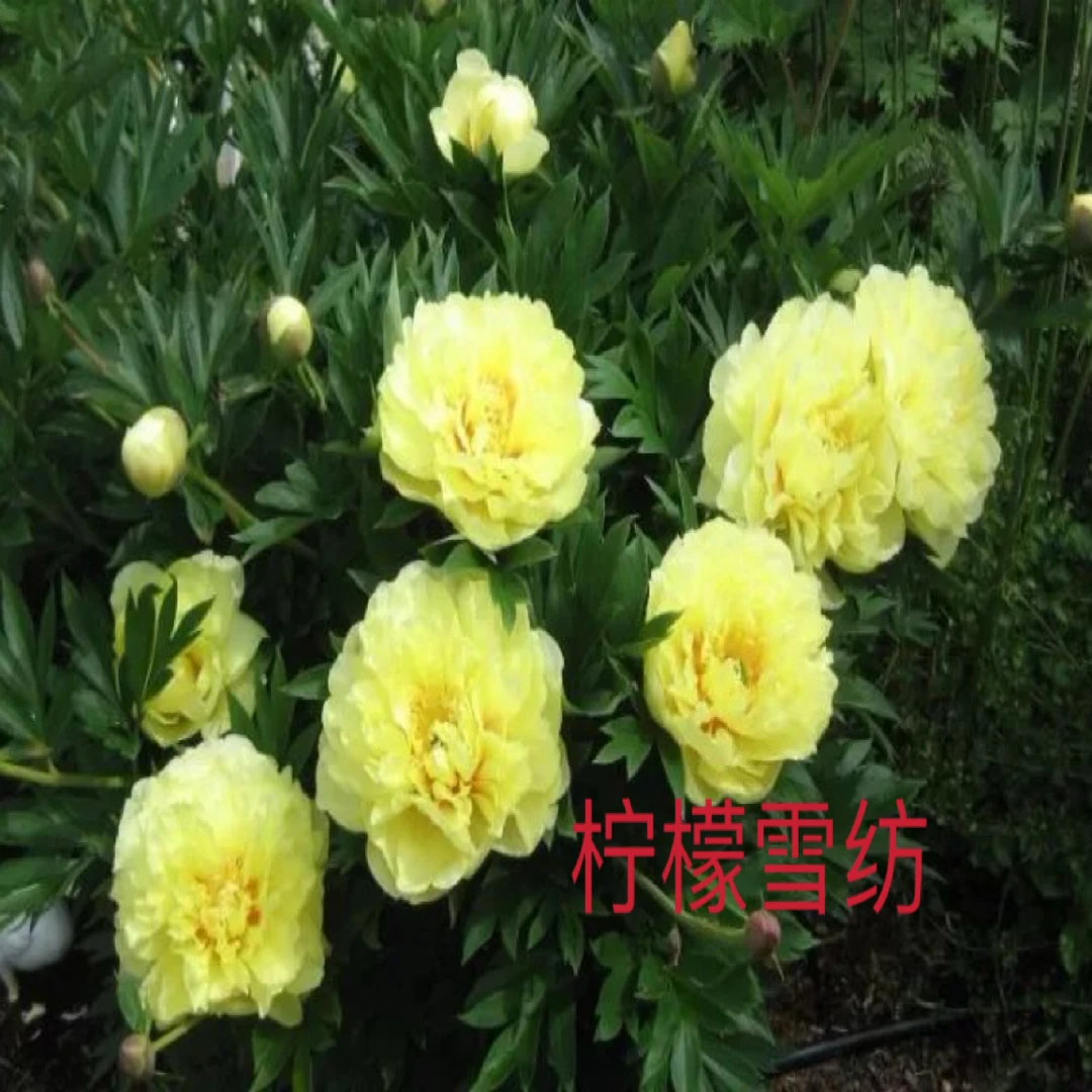 94号【柠檬雪纺】荷兰进口芍药带根带芽原株苗