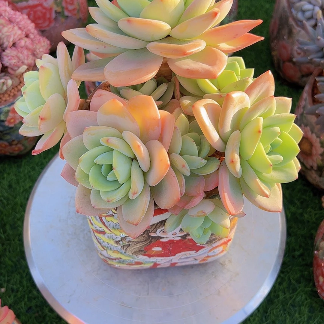 柚子茶11111111111111