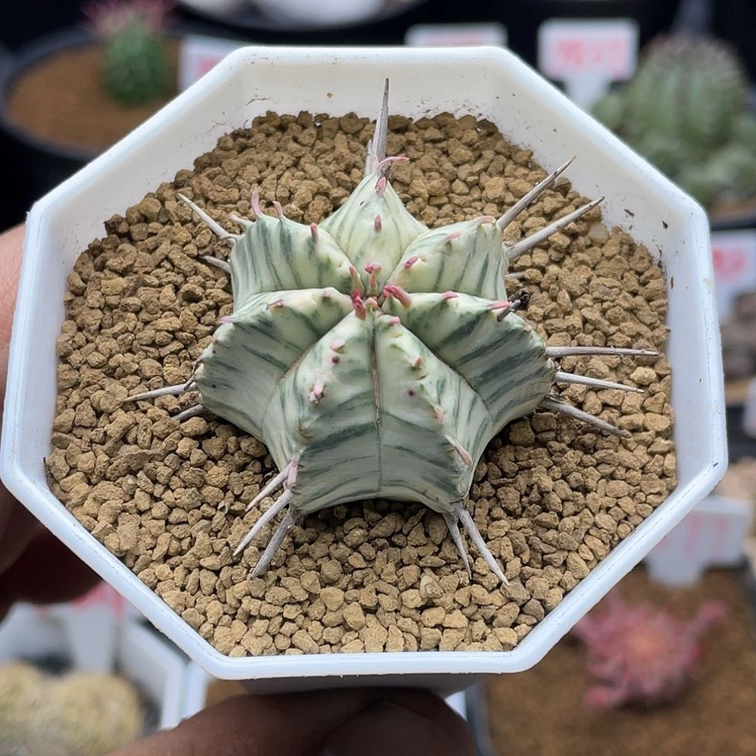 果*儿粉丝专拍仙人球多肉 斑马大戟